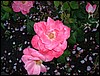 picture5.jpg