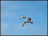 DSCF0056.JPG