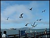 DSCF0060.JPG